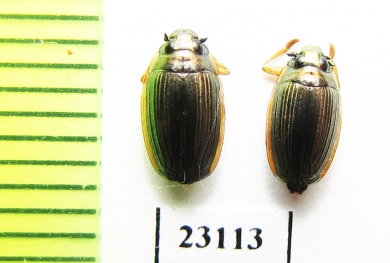 Gyrinidae sp.  Tajikistan - INSECTS-STORE.RU