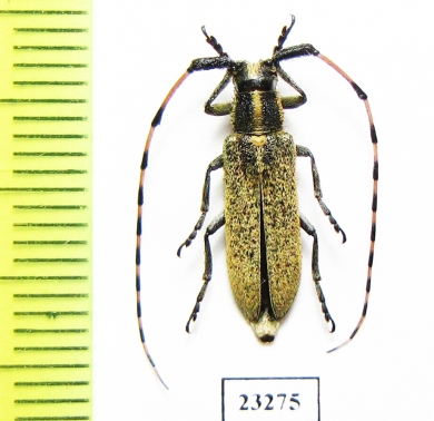 Agapanthia auliensis  Kazakhstan - INSECTS-STORE.RU