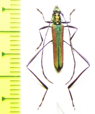 Chloridolum lameeri  China, Gansu prov. - INSECTS-STORE.RU