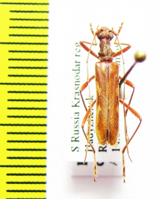 Leptorhabdium caucasicum  Russia, Krasnodar reg. - INSECTS-STORE.RU