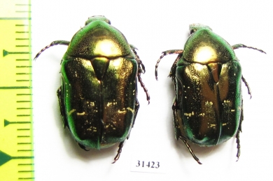 Protaetia fieberi  Russia, Ryazan reg. - INSECTS-STORE.RU