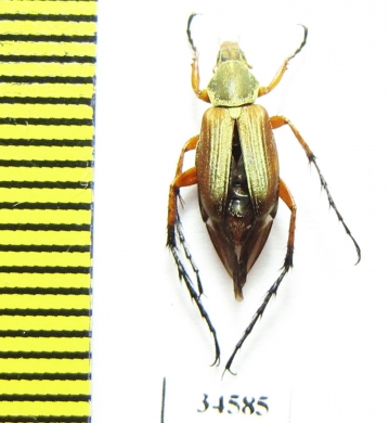 Macrodactylini sp.  Costa Rica - INSECTS-STORE.RU