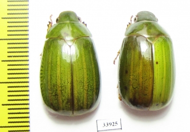 Rutelinae sp.  Panama - INSECTS-STORE.RU