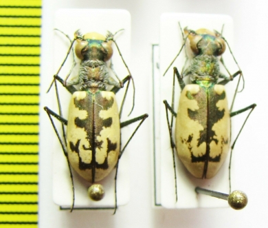 Cephalota circumdata imperialis, pair  Spain - INSECTS-STORE.RU