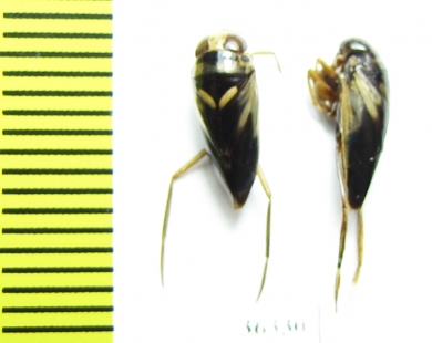 Hemiptera sp.  India - INSECTS-STORE.RU