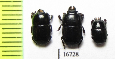 Platysoma sp.  Indonesia, Sumatra - INSECTS-STORE.RU