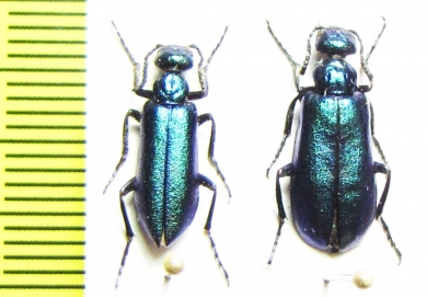 Alosimus reitterianus, pair  Armenia - INSECTS-STORE.RU