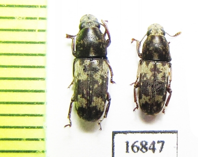 Anthribidae sp.  Indonesia, Tanimbar isls. - INSECTS-STORE.RU