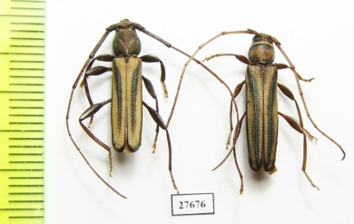 Xystrocera sp., pair  South Africa Rep. - INSECTS-STORE.RU