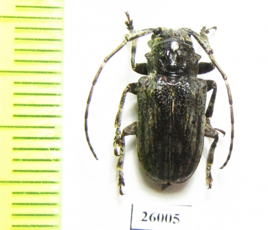 Cerambycidae sp.  South Africa Rep. - INSECTS-STORE.RU