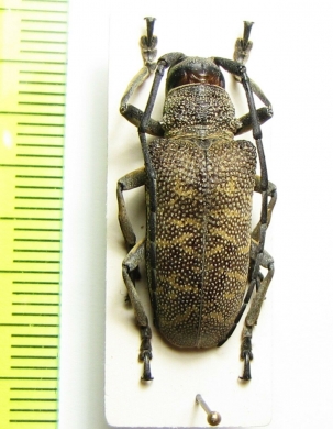 Titoceres jaspideus  Malawi - INSECTS-STORE.RU