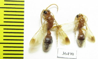 Mutillidae sp.  Tajikistan - INSECTS-STORE.RU