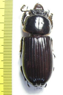 Passalidae sp.  Ecuador - INSECTS-STORE.RU