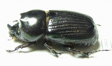 Dynastinae sp.  Indonesia, Papua - INSECTS-STORE.RU