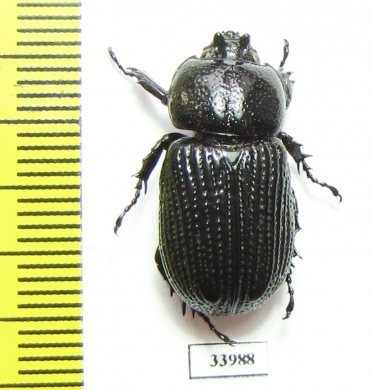 Phileurini sp.  Panama - INSECTS-STORE.RU