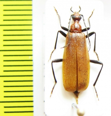 Dendroides ussuriensis  Russia, Far East - INSECTS-STORE.RU