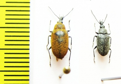 Mycteridae, Mycterus curculionoides  Turkey - INSECTS-STORE.RU