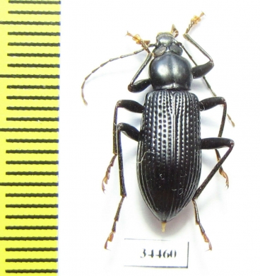 Tenebrionidae sp.  Australia - INSECTS-STORE.RU