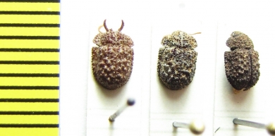 Tenebrionidae sp., pair  Indonesia, Sulawesi - INSECTS-STORE.RU