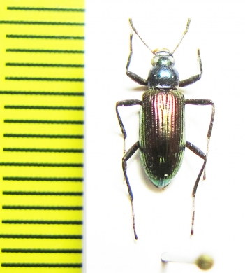 Tenebrionidae sp.  Malaysia, Borneo - INSECTS-STORE.RU