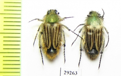 Eulasia goudoti  Morocco - INSECTS-STORE.RU