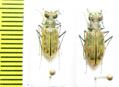 Habrodera ovas, pair  Madagascar - INSECTS-STORE.RU