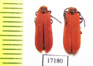 Dictyoptera aurora  Russia, Tver reg. - INSECTS-STORE.RU