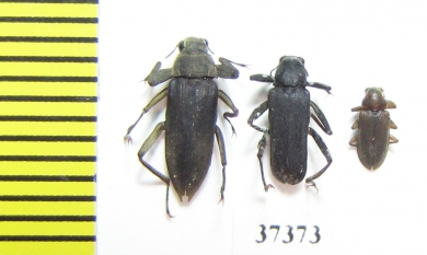 Elmidae sp.  South Africa Rep. - INSECTS-STORE.RU