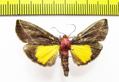 Erebidae sp.  Nepal - INSECTS-STORE.RU