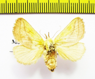 Monema flavescens  Russia, Far East - INSECTS-STORE.RU