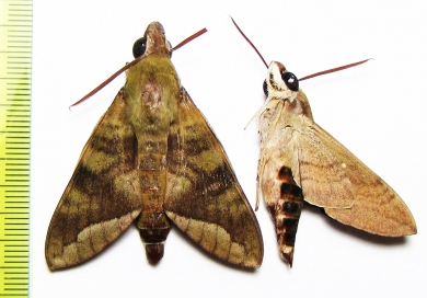 Sphingidae sp.  Zambia - INSECTS-STORE.RU