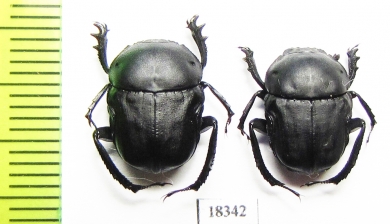 Gymnopleurus sp.  Namibia - INSECTS-STORE.RU