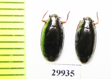 Gyrinidae sp.  Uzbekistan - INSECTS-STORE.RU