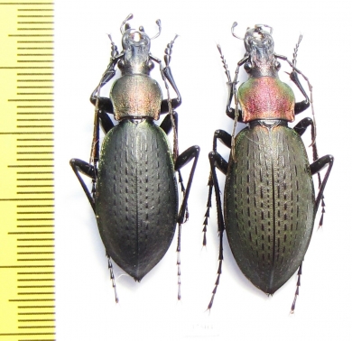 Carabus (Coptolabrus) jankowskii, pair  Russia, Far East - INSECTS-STORE.RU
