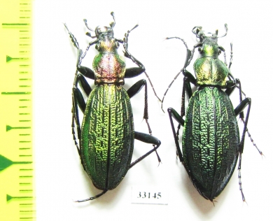 Carabus (Megodontus) kolbei hidakamontanus, pair  Japan - INSECTS-STORE.RU