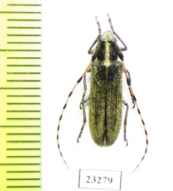 Agapanthia auliensis  Kazakhstan - INSECTS-STORE.RU