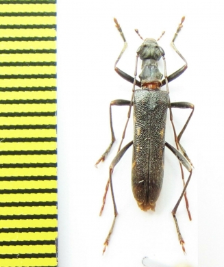 Leptorhabdium illyricum  Macedonia - INSECTS-STORE.RU