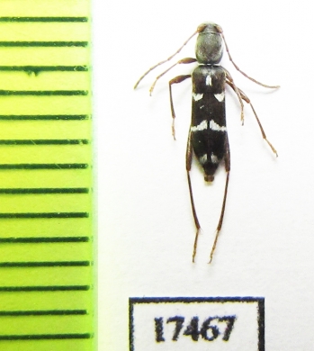 Raphuma diminuta  Russia, Far East - INSECTS-STORE.RU