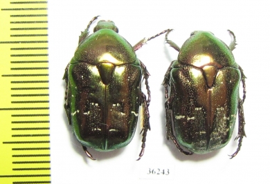 Protaetia fieberi  Russia, Kaluga reg. - INSECTS-STORE.RU