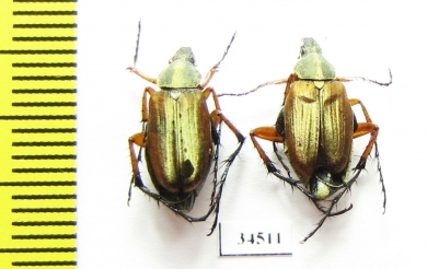 Macrodactylini, Macrodactylus sericinus  Costa Rica - INSECTS-STORE.RU