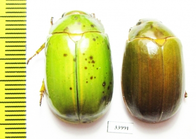 Rutelinae sp.  Panama - INSECTS-STORE.RU