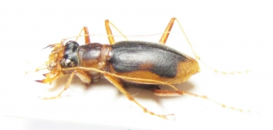 Phaeoxantha aequinoctialis  Peru - INSECTS-STORE.RU