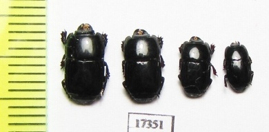 Platysoma sp.  Indonesia, Sumatra - INSECTS-STORE.RU