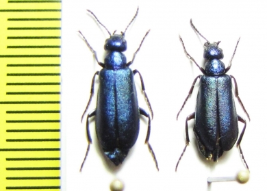 Alosimus robustus  Morocco - INSECTS-STORE.RU