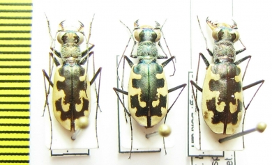 Cephalota littorea goudoti, pair  Spain - INSECTS-STORE.RU