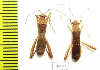 Hemiptera sp.  Thailand - INSECTS-STORE.RU