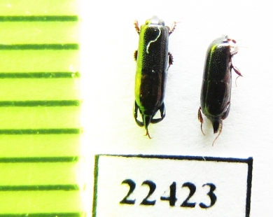 Histeridae sp.  Peru - INSECTS-STORE.RU