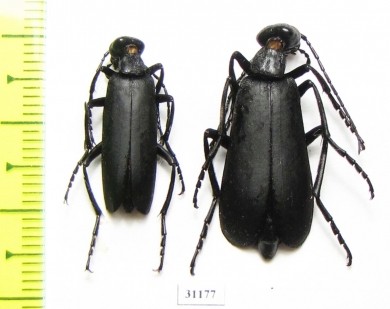 Meloidae sp.  Peru - INSECTS-STORE.RU