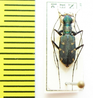 Cylindera decempunctata  Nepal - INSECTS-STORE.RU