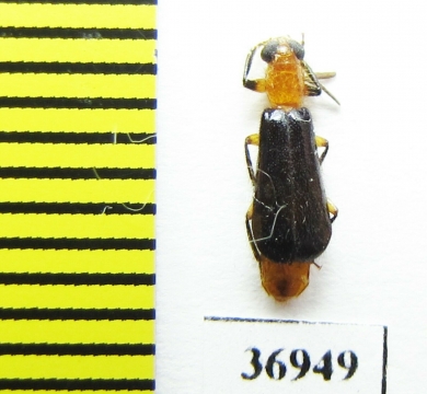 Cleridae sp.  South Africa Rep. - INSECTS-STORE.RU